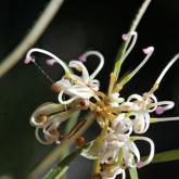 G. parviflora - Rankin Park