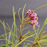 G. parviflora - E. Cessnock