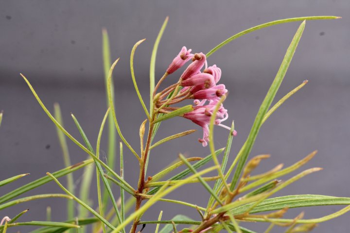 G. parviflora - E. Cessnock
