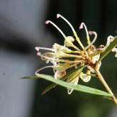 G. parviflora - Rankin Park