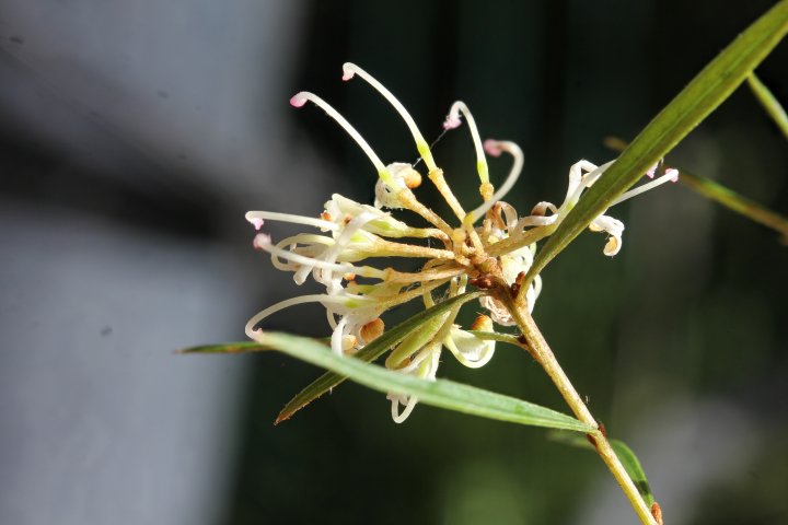 G. parviflora - Rankin Park