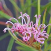 G. parviflora - E. Cessnock