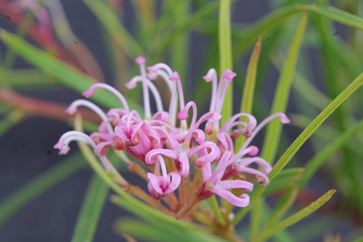 G. parviflora - E. Cessnock