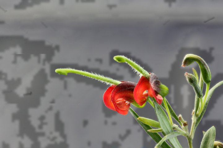 G. montana - Werakata - Gibsons Loop