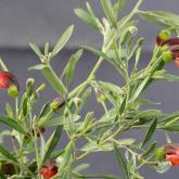 G. montana - Werakata - Gibsons Loop