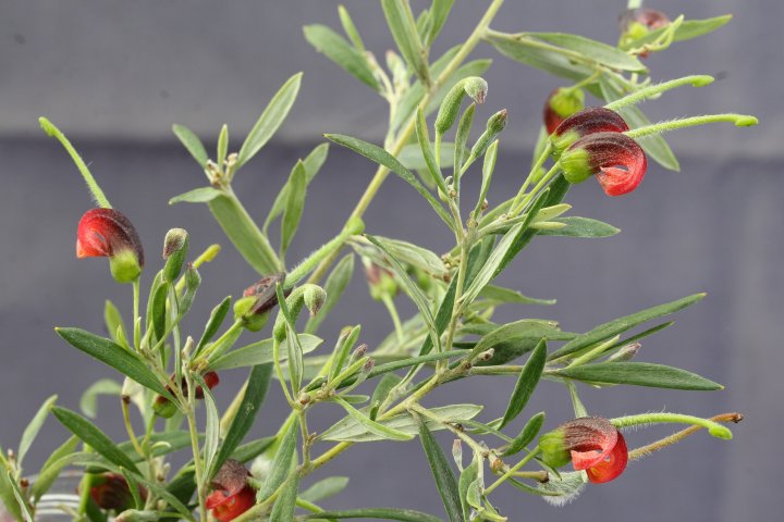 G. montana - Werakata - Gibsons Loop