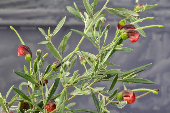 G. montana - Werakata - Gibsons Loop