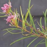 G. parviflora - E. Cessnock