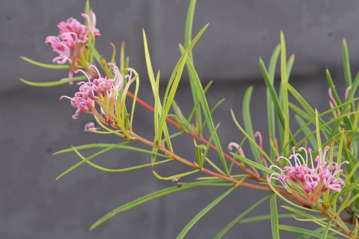 G. parviflora - E. Cessnock